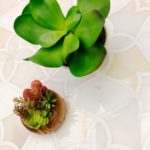 Alstromeria Series – White Onyx, Calacatta White Thassos